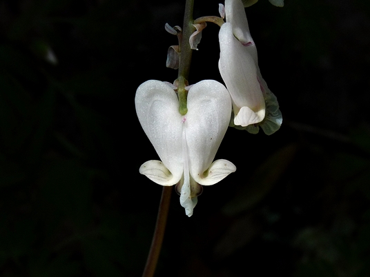 {Dicentra canadensis}